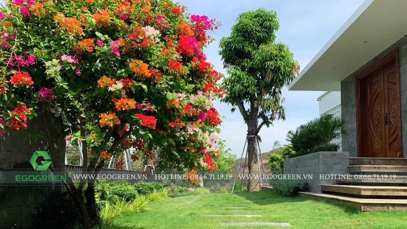 Vì sao EGOGREEN là lựa chọn tối ưu cho cảnh quan sân vườn biệt thự?